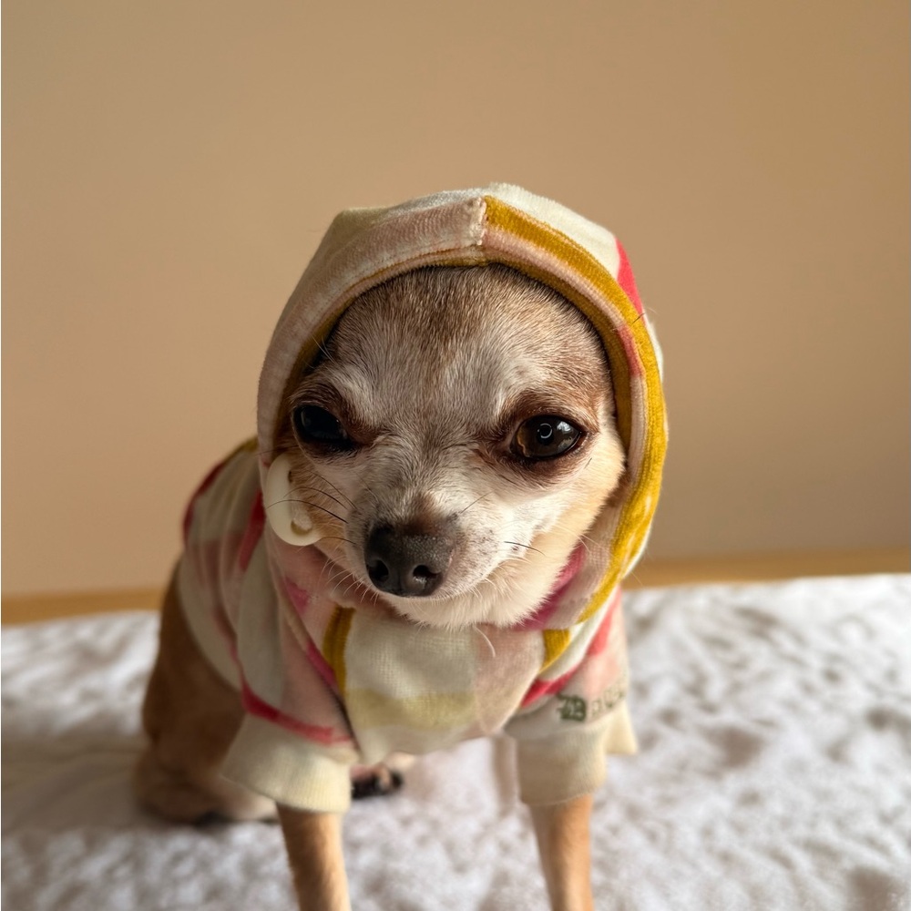 ✨ Juicy Couture Velour Dog Hoodie XS ✨ - Picture 3 of 9